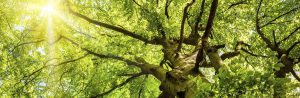 Learn About Mobile Tree Service Pros