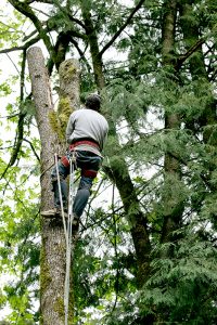 5 star Mobile tree service