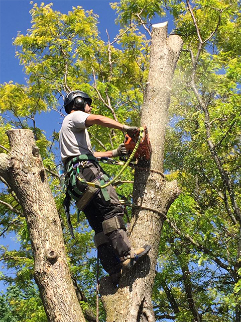 Best Tree Service in Mobile