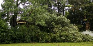 Get a tree service quote in mobile