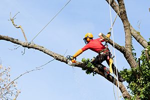 Tree Removal in Mobile AL
