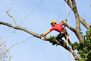 Tree Removal in Saraland AL