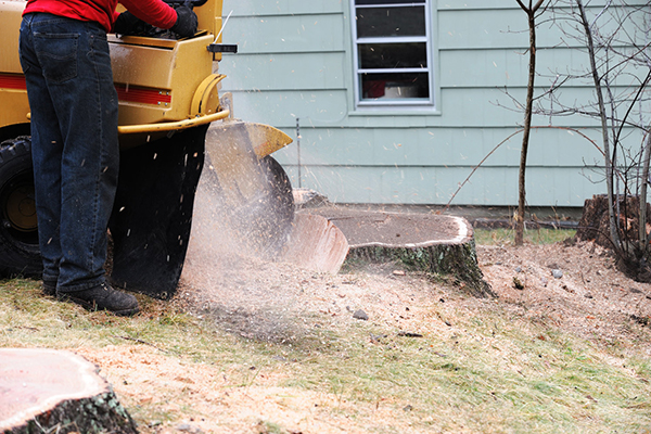 Grinding a stump in Mobile AL