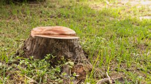 Best Stump Grinding Company