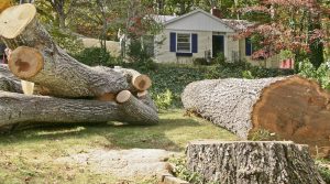 Tree Removal Company in Mobile Alabama