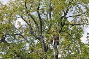 Mobile Tree Removal Company