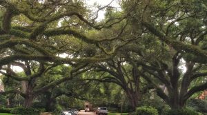 Mobile AL Tree Service