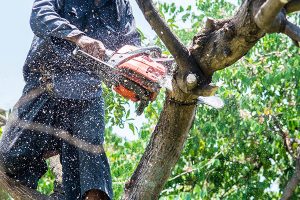 Trimming a Tree in Mobile AL