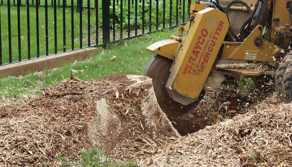 Stump Grinding in Mobile