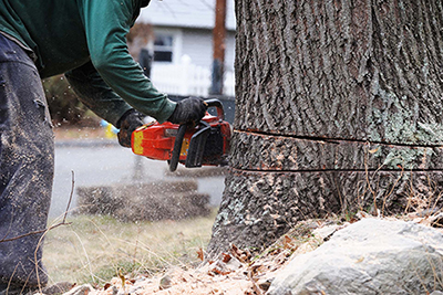 Tree Removal Spanish Fort AL