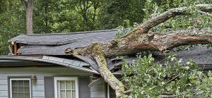 Tree Removed from a house in Mobile