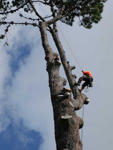 Tree Removal in Mobile AL