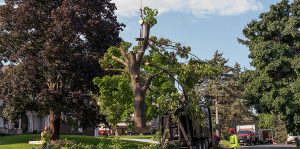 Tree Service Daphne AL