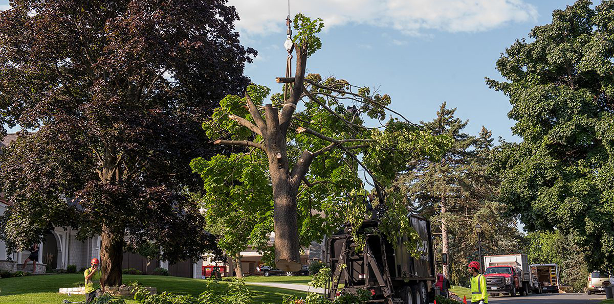 Tree Service Fairhope AL