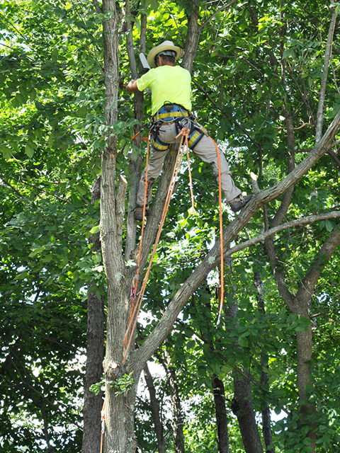 Tree Trimming Company in Mobile