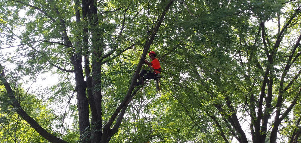 Tree Trimming in Mobile